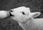 baby-sheep-lambs-2-1-800x800