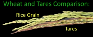 wheat-and-tares
